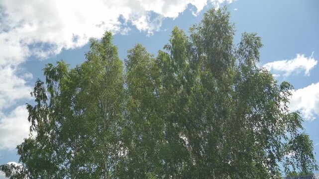 Looking up trees blowing in the wind with blue sky. The branches of the deciduous tree sway in the wind breeze. 