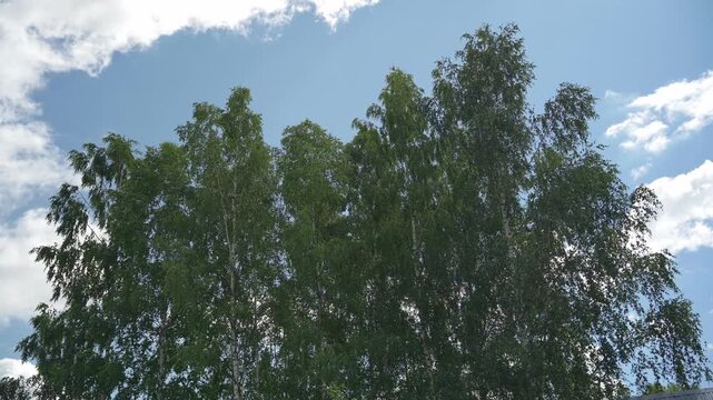 Looking up trees blowing in the wind with blue sky. The branches of the deciduous tree sway in the wind breeze. 