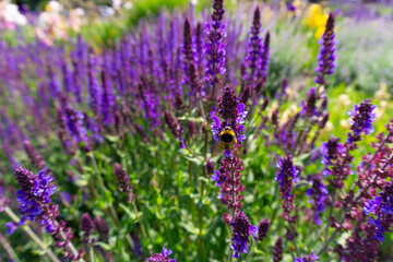 Obraz premium Blooming Lavender in Summer with a Bee 