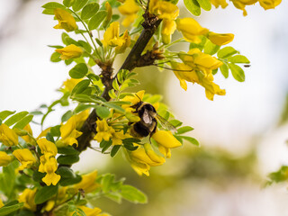 A bee collects nectar on a yellow acacia. Acacia tree branch with green leaves and yellow flowers. © Dmitrii Potashkin