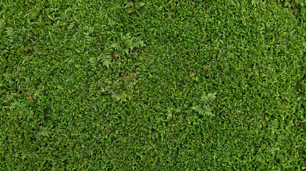 Fototapeta premium Lush green moss texture for natural botanical background design