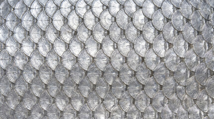 Natural silver marine life texture background