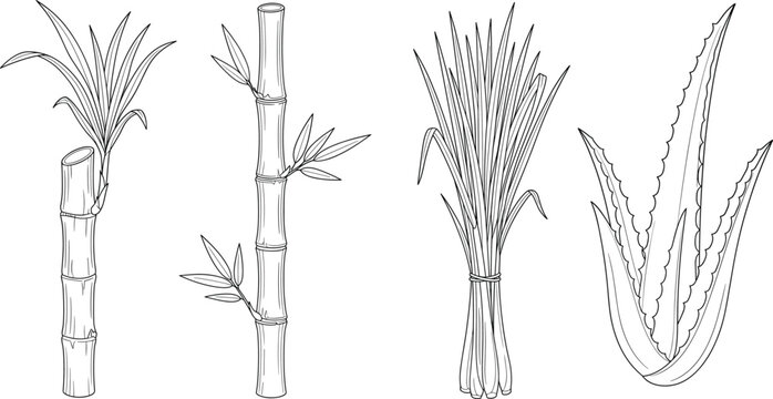 Hand drawn botanical illustration set featuring bamboo, sugarcane, lemongrass, and aloe vera plants
