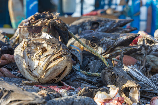 Grim close up of decaying dried fish skulls and marine debris on shore