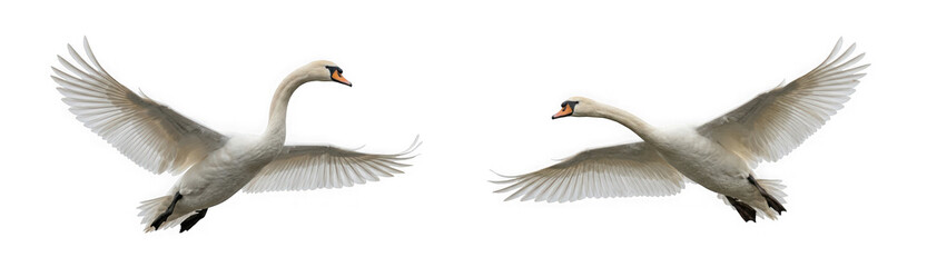 Obraz premium Two white swans flying in the air isolated on transparent background