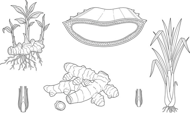 Hand drawn botanical illustration set featuring ginger plant roots and agricultural elements for design