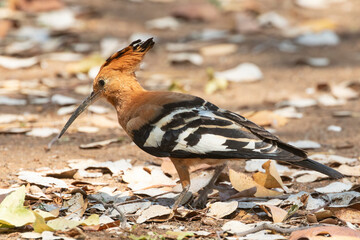 African Hoopoe or Eurasian Hoopoe (Upupa epops  africana)  Limpopo, South Africa foraging in leaf litter © gozzoli