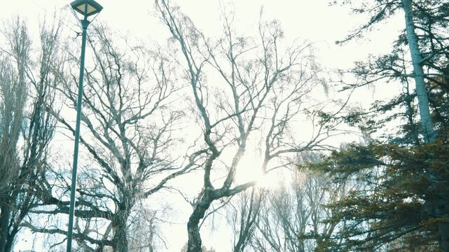 Low Angle Pan Shot of Bare Tree Branches and Pine Tree with Sunlight Flare