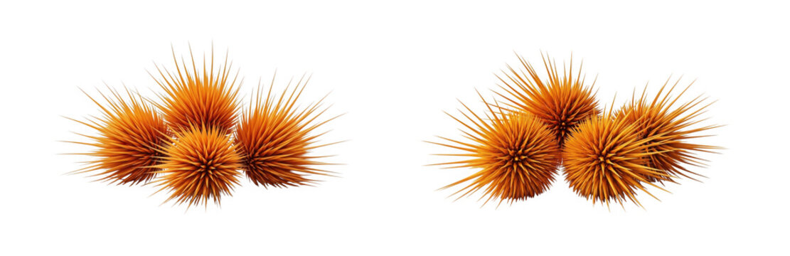 Set of 3d rendered orange sea urchins isolated on transparent background