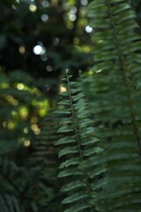 Macro shot of young fern frond growing in lush forest, natural greenery. © David Al