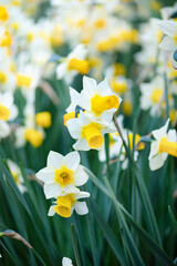 Fototapeta premium Close-up of blooming white and yellow daffodils with soft natural bokeh. Fresh spring flowers create a bright floral background with selective focus.