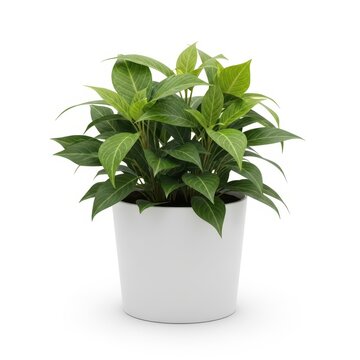 Green houseplant with long leaves in a white pot on a table