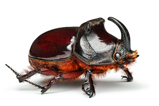 European rhinoceros beetle, Oryctes nasicornis is a large male beetle isolated on white., macro shot