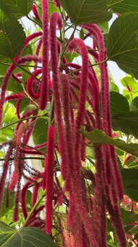 Camera moving down along fluffy red hanging flowers of Acalypha hispida chenille plant.