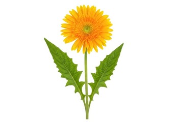Fototapeta premium Bright yellow dandelion flower with green leaves on stem