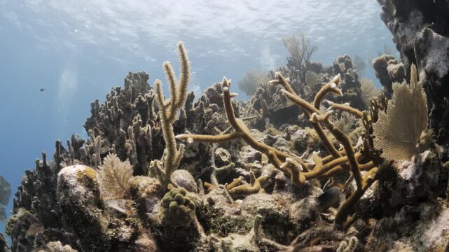 Close-Up of Staghorn Coral Acropora cervicornis on a Caribbean Reef in Utila Honduras
