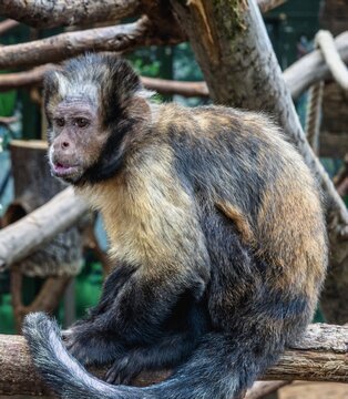 A photograph of a small, very pensive little monkey.