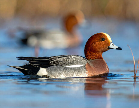 Male wigeon duck, (Anas penelope), swimming. AI