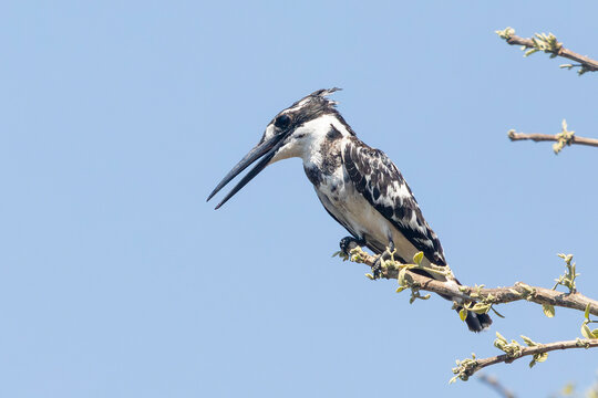 Pied Kingfisher (Ceryle rudis rudis) perched on branch at sunset, Breede River, Robertson, Western Cape, South Africa
