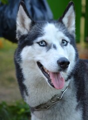 Close-up portrait of a Siberian Husky with bright blue eyes and tongue out. Purebred dog wearing a metal collar outdoors, vertical shot. © Juliia Mytro