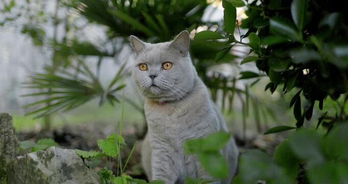 Domestic cat resting among tropical plants in a lush garden