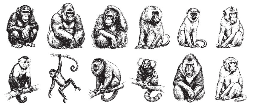 Collection of diverse primate species, including monkeys and apes, rendered in a detailed black and white hand-drawn sketch style on a clean white background