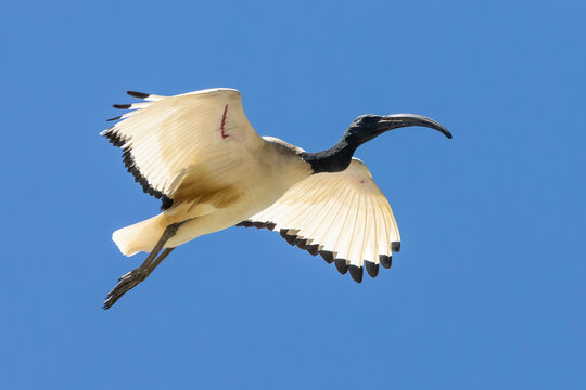 African Sacred Ibis (Threskiornis aethiopicus) flying, in flight at sunset Leidam, Montagu, Western Cape, South Africa