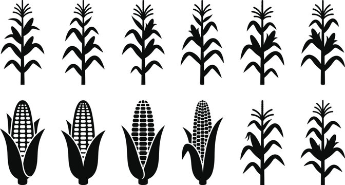 Simple black vector graphic set showing various corn stalks and cobs isolated on a clean white background for design projects