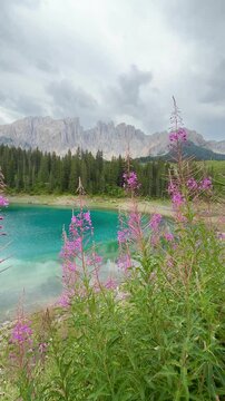 Pink alpine wildflowers growing along shoreline of Lake Carezza with crystal-clear turquoise water and evergreen forest in background