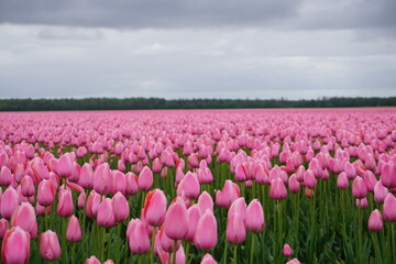 Obraz premium pole tulipanów 