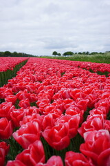 Obraz premium tulipany uprawa