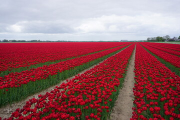 Obraz premium czerwone tulipany 