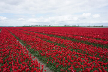 Obraz premium pola tulipanów