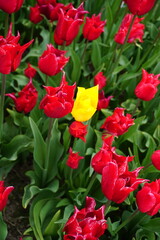 Obraz premium tulipany