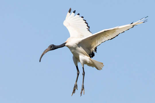 African Sacred Ibis (Threskiornis aethiopicus) flying in to land at the breeding colony,  Leidam Montagu, Western Cape, South Africa