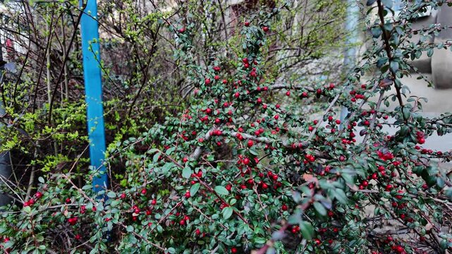 Close-up of a cotoneaster shrub with dense branches covered in small, round, vibrant red berries and dark green foliage, illuminated by natural, diffused daylight in a garden setting against urban arc