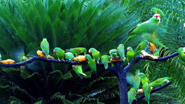 flock of orange-chinned parakeet at feeder, bickering and eating bananas 254