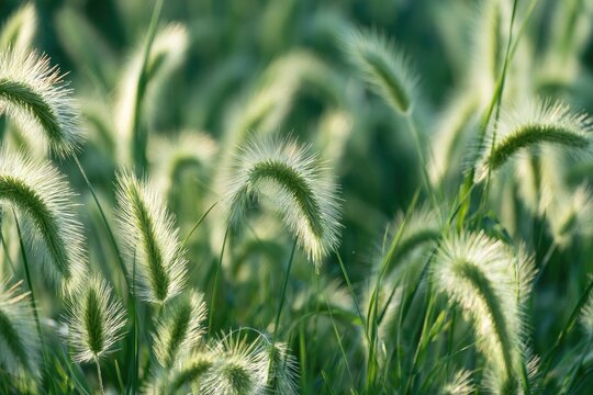 Soft, backlit foxtails sway gently in a sun-drenched meadow
