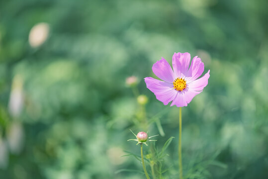 Pink cosmos flower in sunlight on blurred green background in garden, summer floral art background