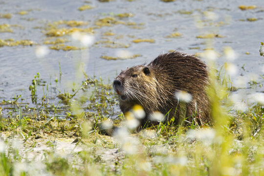Nutria on the riverbank among wildflowers, nutria with long whiskers among flowers,  algae on the lake, brown fur of the nutria, sunny day, rodent with open mouth and orange teeth, Myocastor coypus
