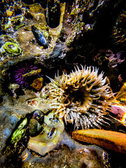 Close-up of a vibrant tide pool ecosystem with diverse marine life and textures © EJ