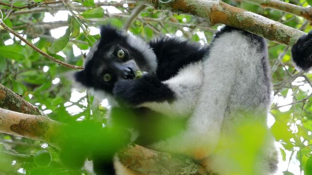 lemur indri sitting in tree, eating wild fruit, portrait 519     
