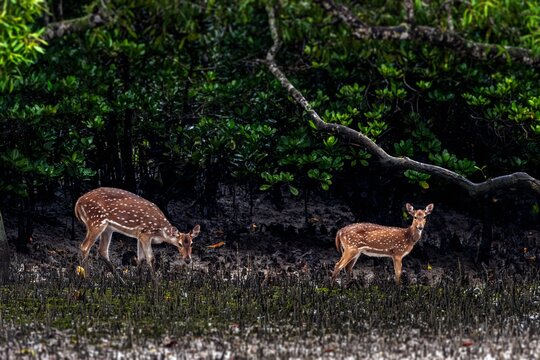 The chital, also called spotted deer and axis deer, is a deer species native to the Indian subcontinent. It was first described by Johann Christian Polycarp Erxleben in 1777.