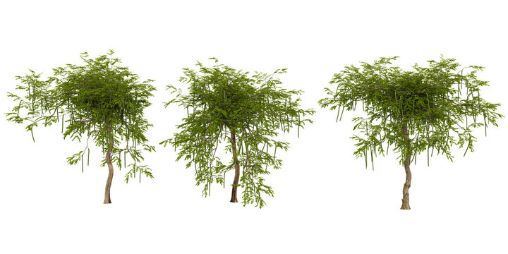 Collection of Moringa trees on transparent background