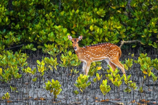 The chital, also called spotted deer and axis deer, is a deer species native to the Indian subcontinent. It was first described by Johann Christian Polycarp Erxleben in 1777.