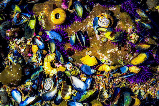 Vibrant tide pool teeming with colorful sea life and shells on the coast