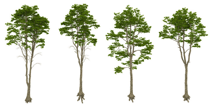Set of Black Alder trees on transparent background