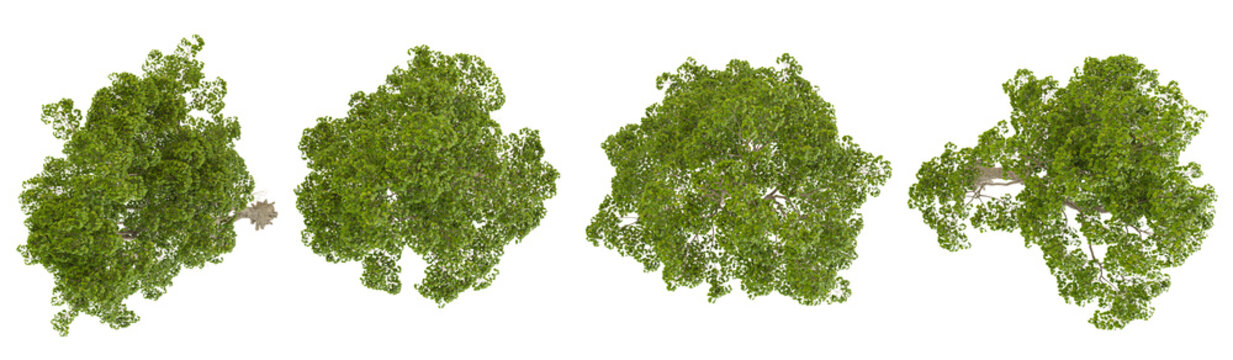 Set of Black Alder trees on transparent background from the top view