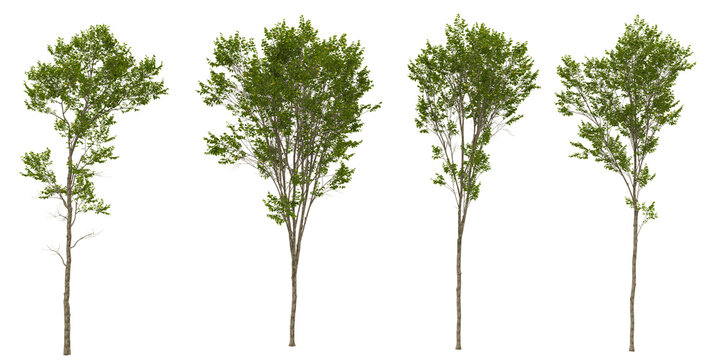 Set of European Hornbeam trees on transparent background