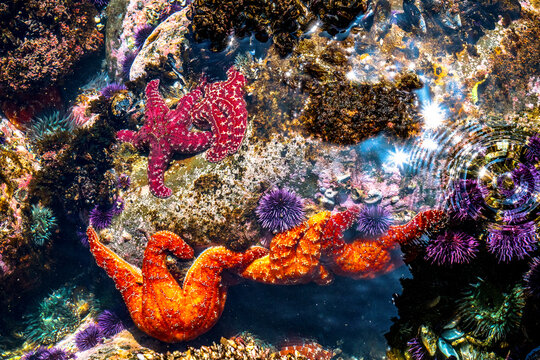 Vibrant tide pool teeming with colorful sea stars and purple sea urchins